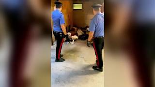 Oltre tre etti di cocaina in casa, arrestati marito e moglie
