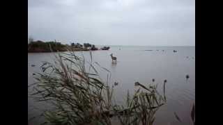preview picture of video 'Sequoia Refuge Oklahoma Duck Hunting'