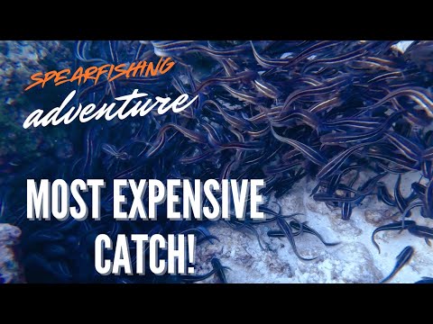 worth P35,000 Napulot sa dagat! | Spearfishing Adventure Philippines