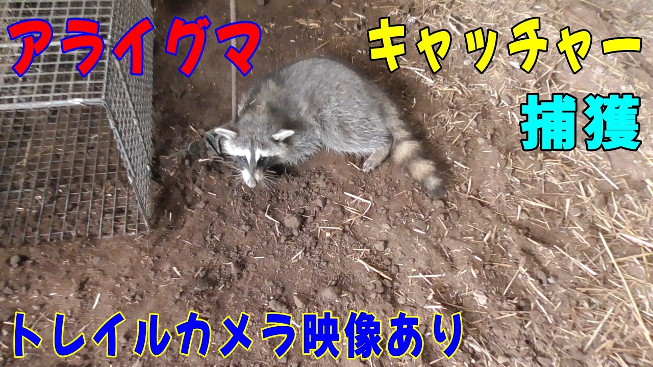 アライグマをキャッチャーで捕獲 ! トレイルカメラ映像も見てみましょう。
