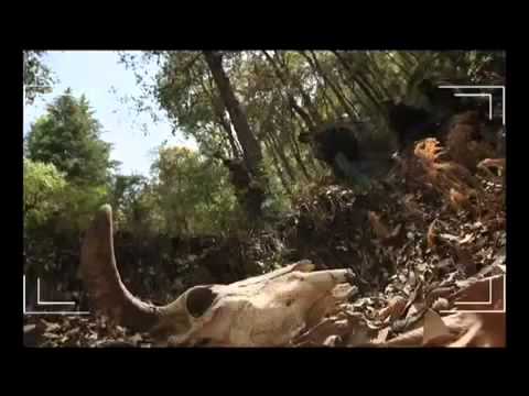 The Lost Tape Official Trailer