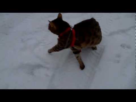 Noisy Bengal and Snow part 2 - Yashica CMH50