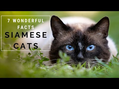 7 Wonderful Facts About Siamese Cats
