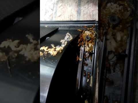 Infestação de formigas TV Samsung 48 polegadas