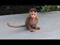 HE CRIED WHILE CHEWING HIS FOOD WHAT A SPOILED BABY MONKEY