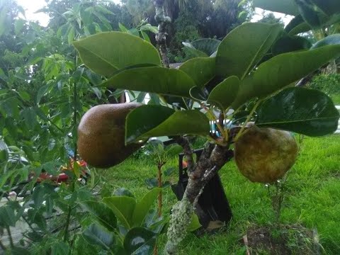 download lagu mp3 mp4 Florida Pear, download lagu Florida Pear gratis, unduh video klip Florida Pear