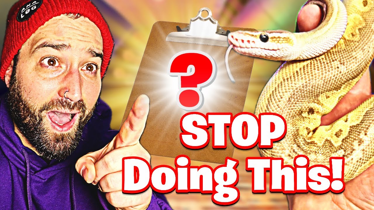 Ball Python Care Guide 2026 | Complete Beginner Setup & Care Tips!