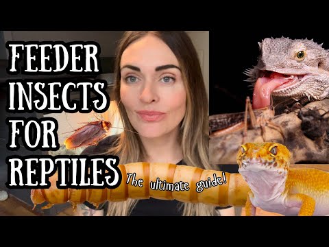 Feeder Insects For Reptiles: The Ultimate Guide (Featuring The Critter Depot Unboxing)