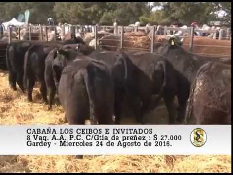24-08-16 Venta de Vaquillonas P.C. Preñadas - Cabaña Los Ceibos e Invitados - Gardey.