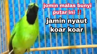 Download lagu tembakan cucak ijo mini bagus buat pancingan jomin lain agar rajin bunyi mp3