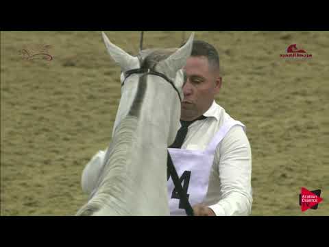 N 184 SINGLETON ASSAYEL ALUWAYNAH   2019 Al Shaqab Arabian Horse Show Festival   Colts 3 Years Old C