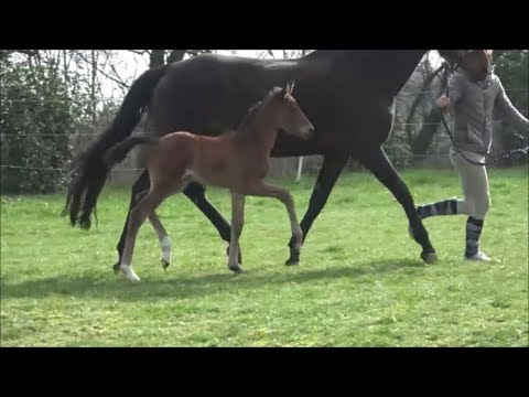 *2019 Stute von Erdinger - Sunny Boy
