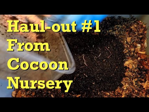 Outdoor worm bag's "cocoon nursery" gets first baby worm haul-out - vermicompost