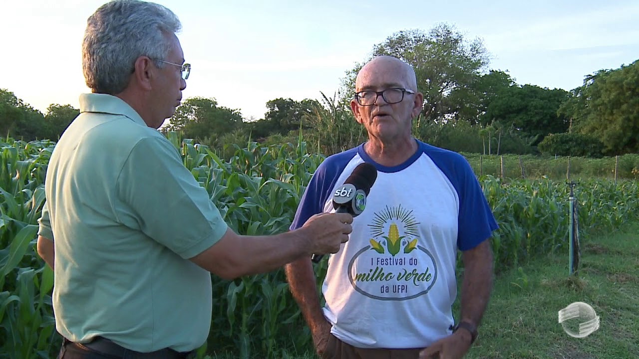 Milho verde é negócio rentável para agricultura familiar