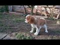 Cavalier King Charles cachorro en venta