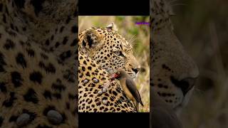 Download lagu Red-Billed Oxpecker Removes Blood-Filled Ticks From Leopard π mp3 Download lagu Red-Billed Oxpecker Removes Blood-Filled Ticks From Leopard π mp3