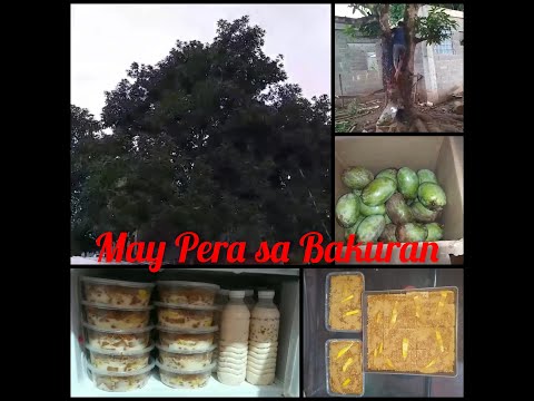 May Pera Sa Bakuran | Mangoe Float | Threees Marias