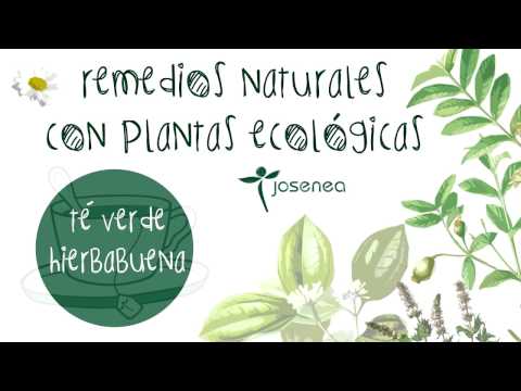 📝 Aprende Qué PROPIEDADES y BENEFICIOS tiene el TÉ VERDE CON HIERBABUENA 🌼🌿