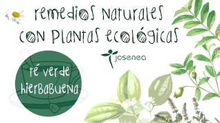 📝 Aprende Qué PROPIEDADES y BENEFICIOS tiene el TÉ VERDE CON HIERBABUENA 🌼🌿