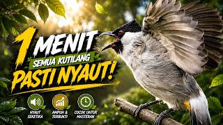 Download lagu Suara Burung Kutilang Gacor Garuda Paling Ampuh Untuk Masteran Dan Pikat mp3