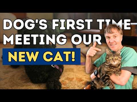 Introducing a New Cat to Your Dog