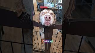 How we make our homemade dog food! #dogshorts #doggielife #pets #dogmom