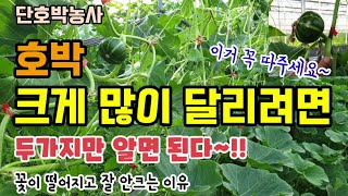 단호박 크게 많이 달리려면 두가지만 알면된다 꼭 해야할일 미니단호박농사