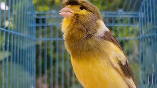 Download lagu Canary Singing Sensational - Canario Belga #canary #canarysinging mp3 Download lagu Canary Singing Sensational - Canario Belga #canary #canarysinging mp3