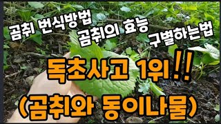 독초사고1위 곰취 /동이나물 구별법과 곰취의 효능 곰취 재배 방법! #곰취재배 #곰취뿌리번식 #곰취동이나물구…