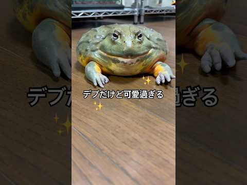 デブだけど可愛過ぎるカエル😅 #shorts #生物