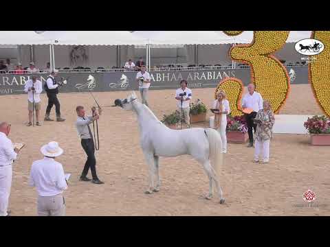 N 95 VISION OF JUSTICE   Mediterranean and Arab Countries AHC   Menton 2021   Mares 8+ Years Old Cla