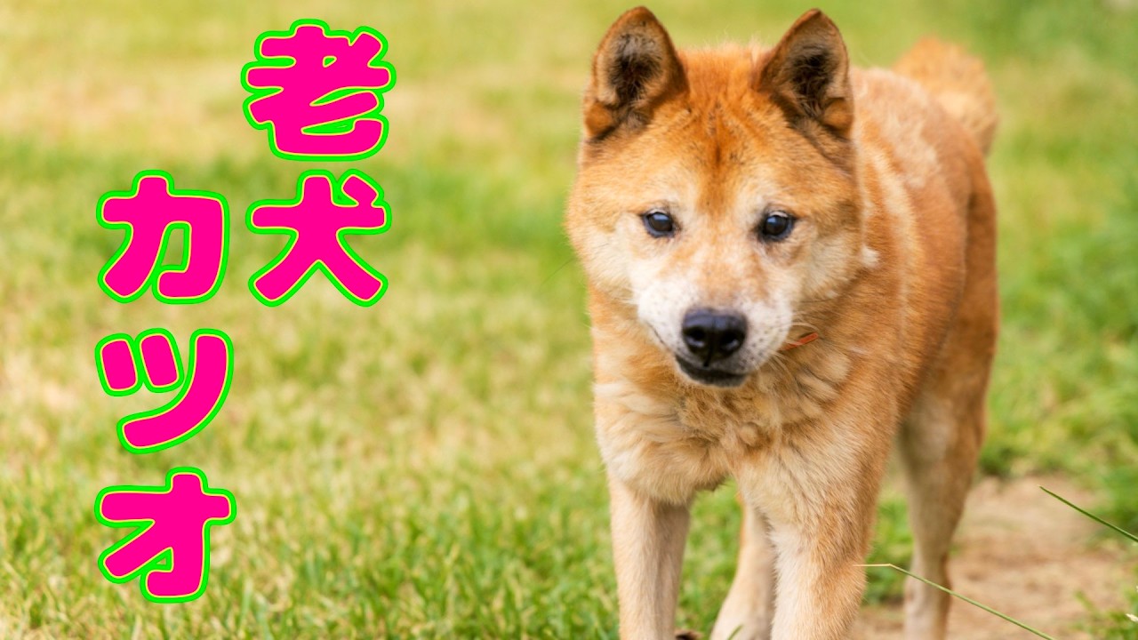 【長老】四国犬Mixカツオくんの近況報告