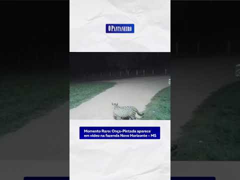 Momento Raro: Onça Pintada Aparece em Vídeo na Fazenda Novo Horizonte-MS
