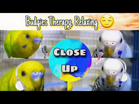 Budgie Therapy: Healing and Relaxation with Delightful Feathered Companions