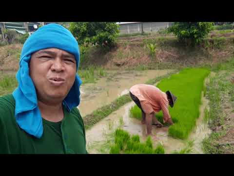 Preparation sa Taniman ng Palay at Pagdadase ng Dapog @ Brgy.May-it Majayjay Laguna