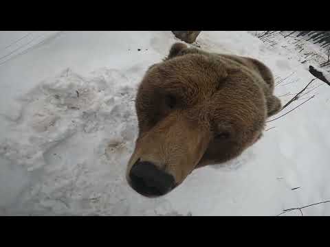 Когда медведь с нетерпением ждёт лопату