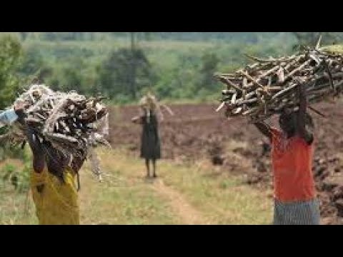 OKULOOTA NGA OSSENYA ENKKU ( WHAT DOES IT MEAN TO DREAM WHEN YOUR COLLECTING FIREWOOD)