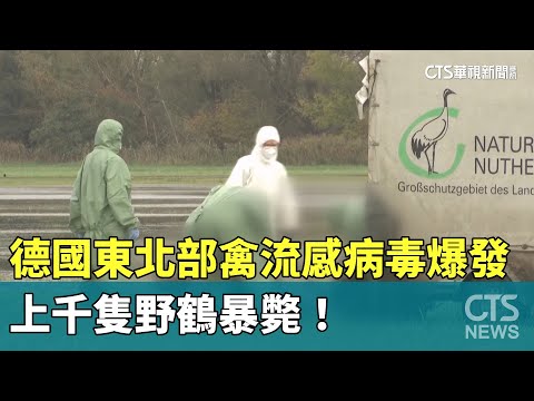 德國東北部禽流感病毒爆發　上千隻野鶴暴斃！