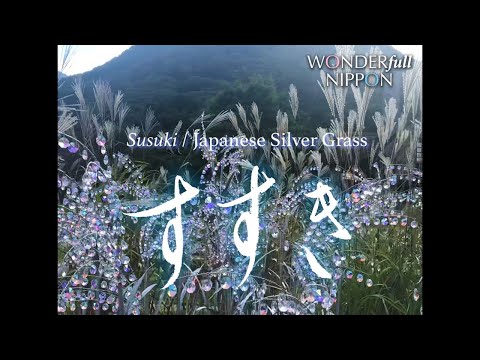 シルバーススキ 植物