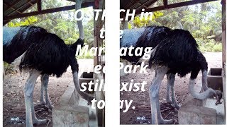 preview picture of video 'OSTRICH in Marihatag Tree Park still exist today'