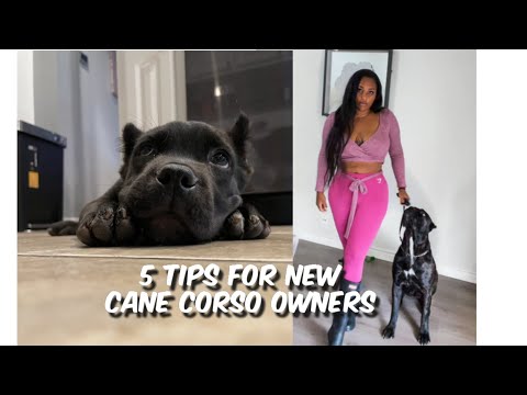 5 Tips for Cane Corso & New Puppy Owners
