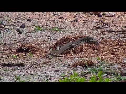 Djuma: Two Water Monitor Lizards on the move - 09:55 - 11/26/19
