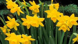 Base Jam - Bukan Pujangga