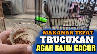 Download lagu Makanan Burung Trucukan Yang Tepat Agar Rajin Berkicau Bahkan Gacor mp3