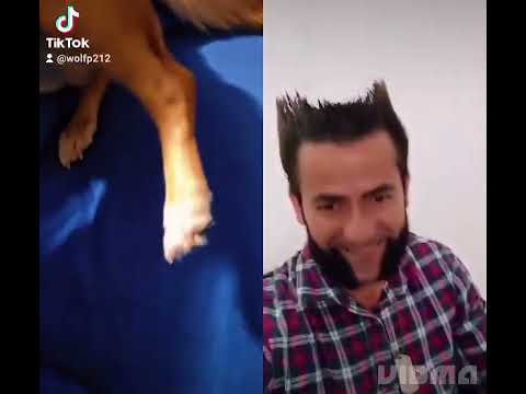 Compilation of my dog dueting Wolverine