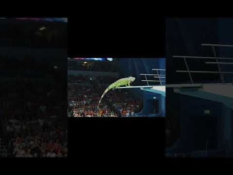 Horse Diving vs Iguana’s Olympic Dive | Epic Animal Olympics Event!