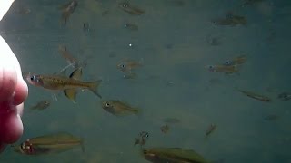 Australian Native Fish Feeding and BBQ at our local waterhole