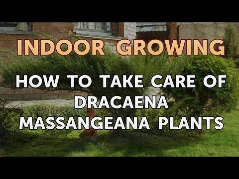 How to Regrow a Broken Aloe Leaf