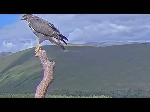A Buzzard (Buteo buteo) visits Loch Arkaig Osprey Nest Two 30 Jul 2023 (zoom)