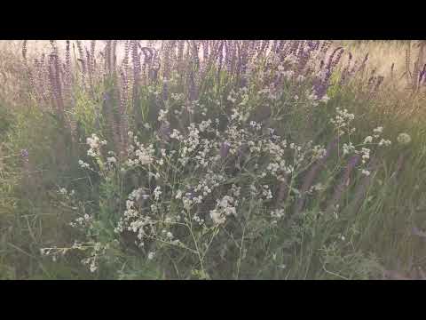 Flower time lapse: Aros Afshan and Sizab flower time lapse